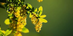 berberine