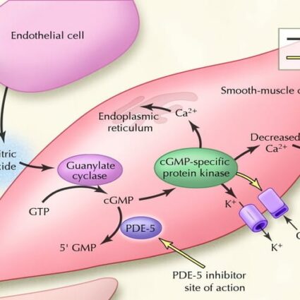 Φυσιολογία Στύσης